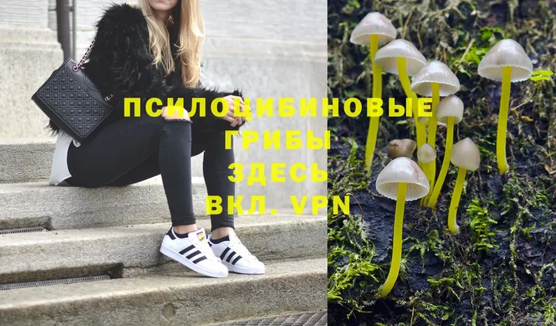 Галлюциногенные грибы Magic Shrooms  Владикавказ 