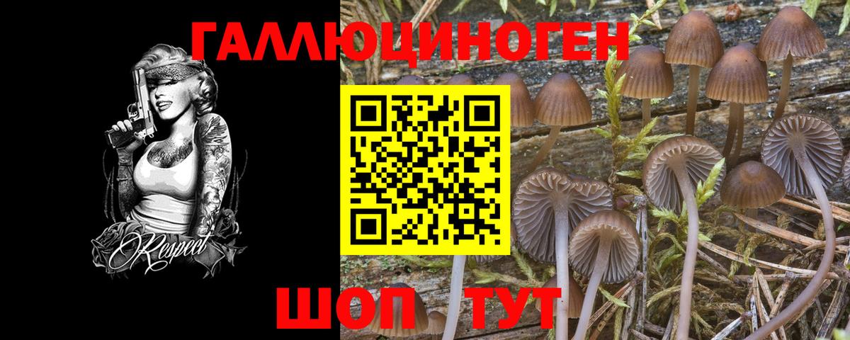 Псилоцибиновые грибы Psilocybe  Галлюциногенные грибы мухоморы  Владикавказ 